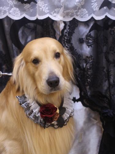 20231025BARON.jrくん